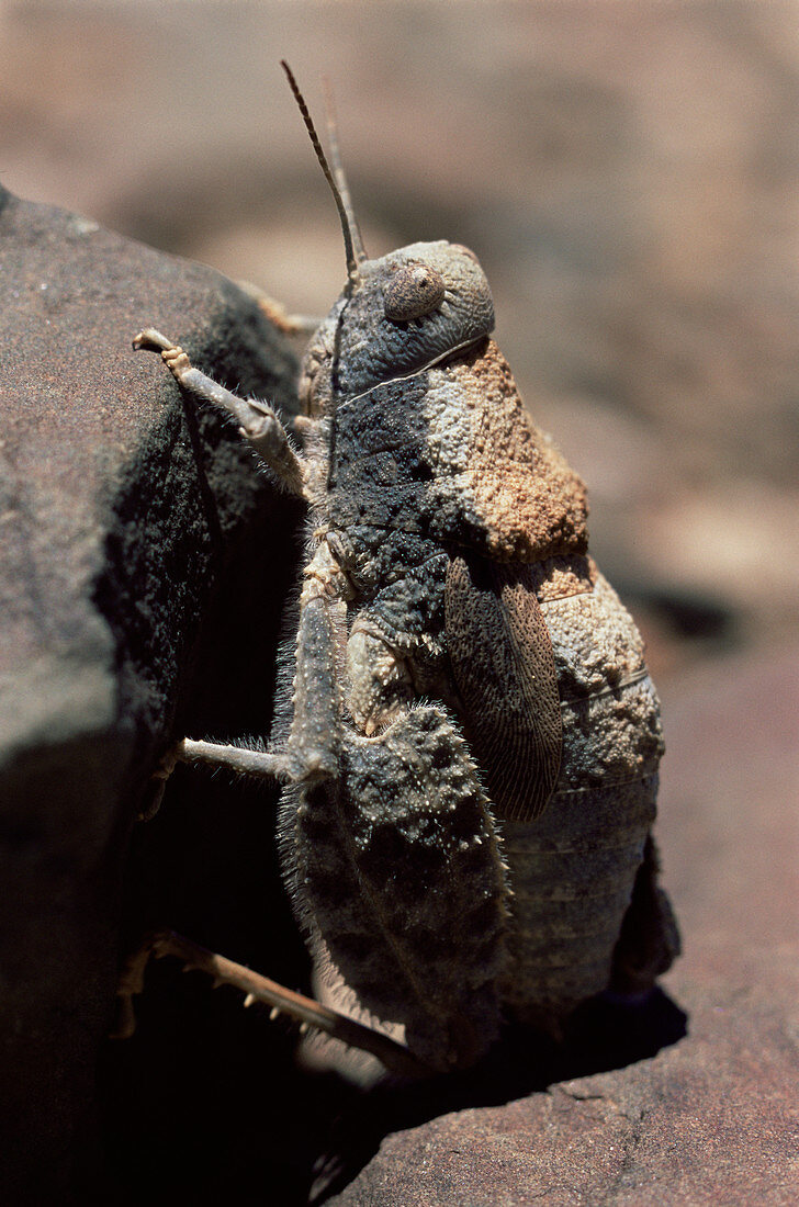 Stone mimic grasshopper