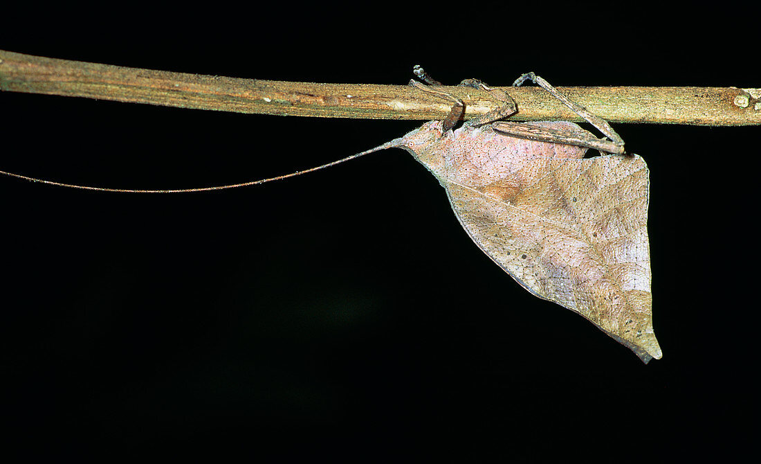 Dead-leaf bush cricket