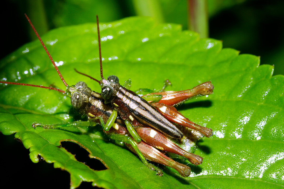 Mating grasshoppers