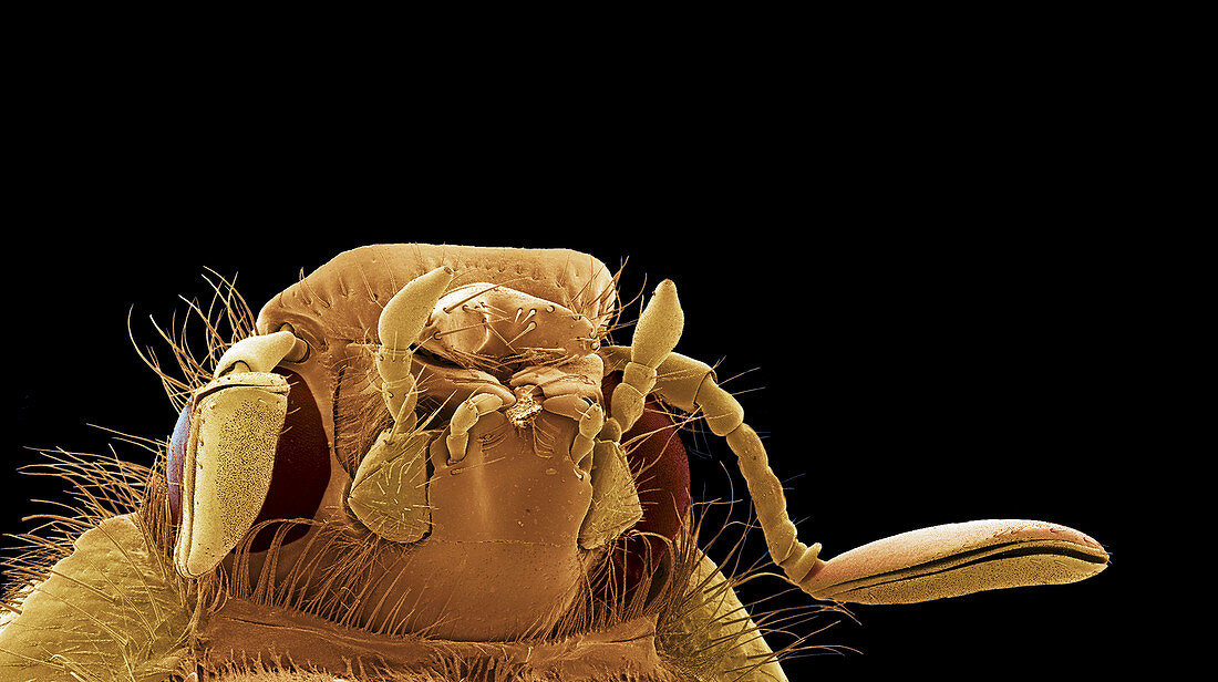 Cockchafer beetle,SEM
