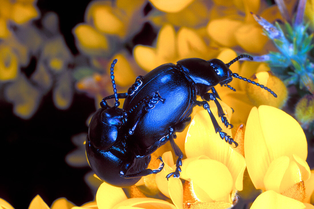 Bloody-nosed beetles mating