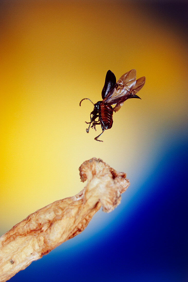 Flea beetle (Phyllotreta sp.)
