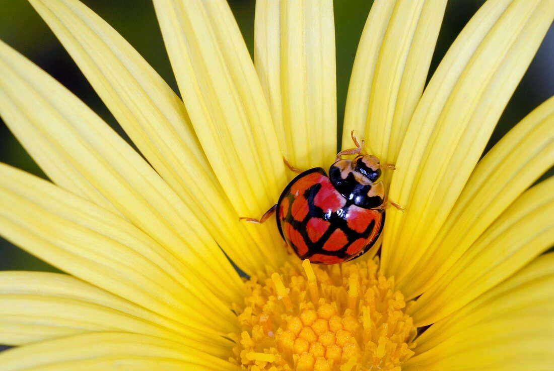 African ladybird in a yellow daisy