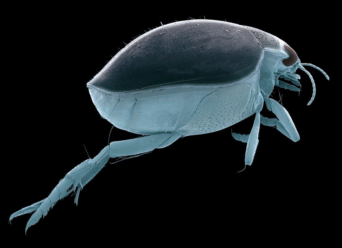 Male great diving beetle,SEM