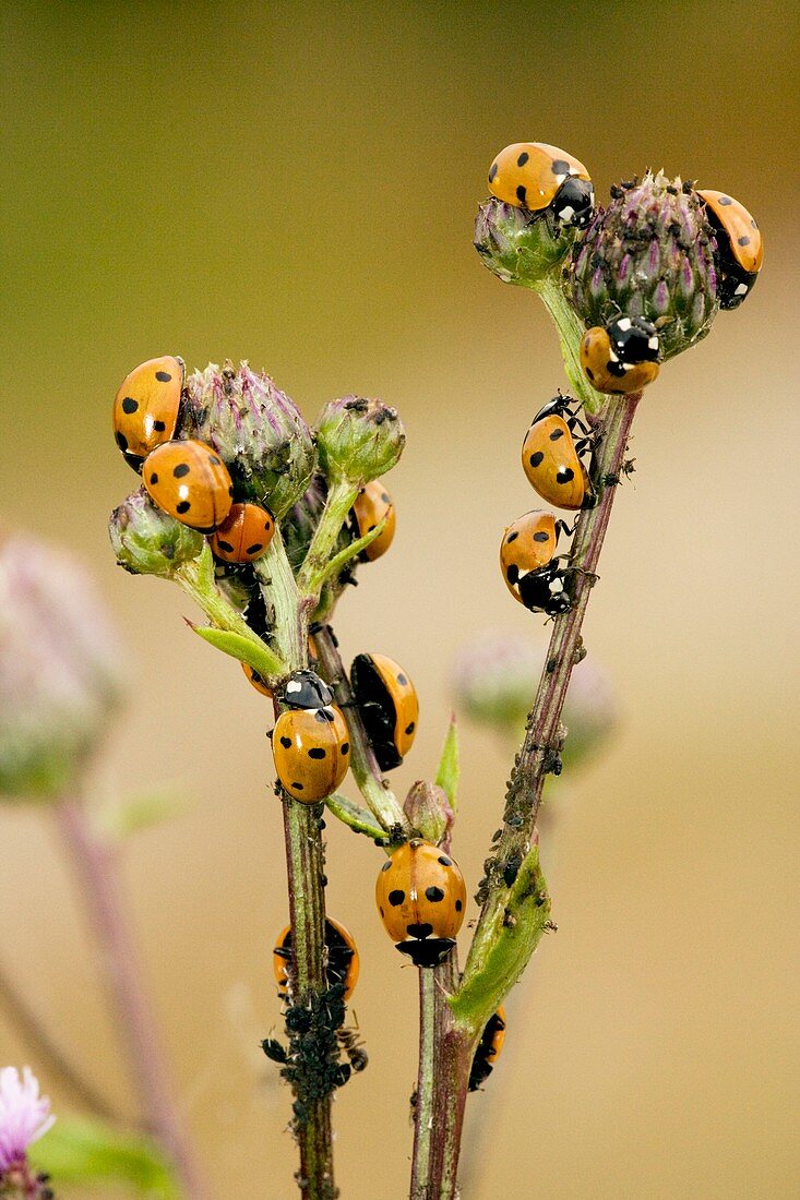 Seven-spot ladybirds eating aphids