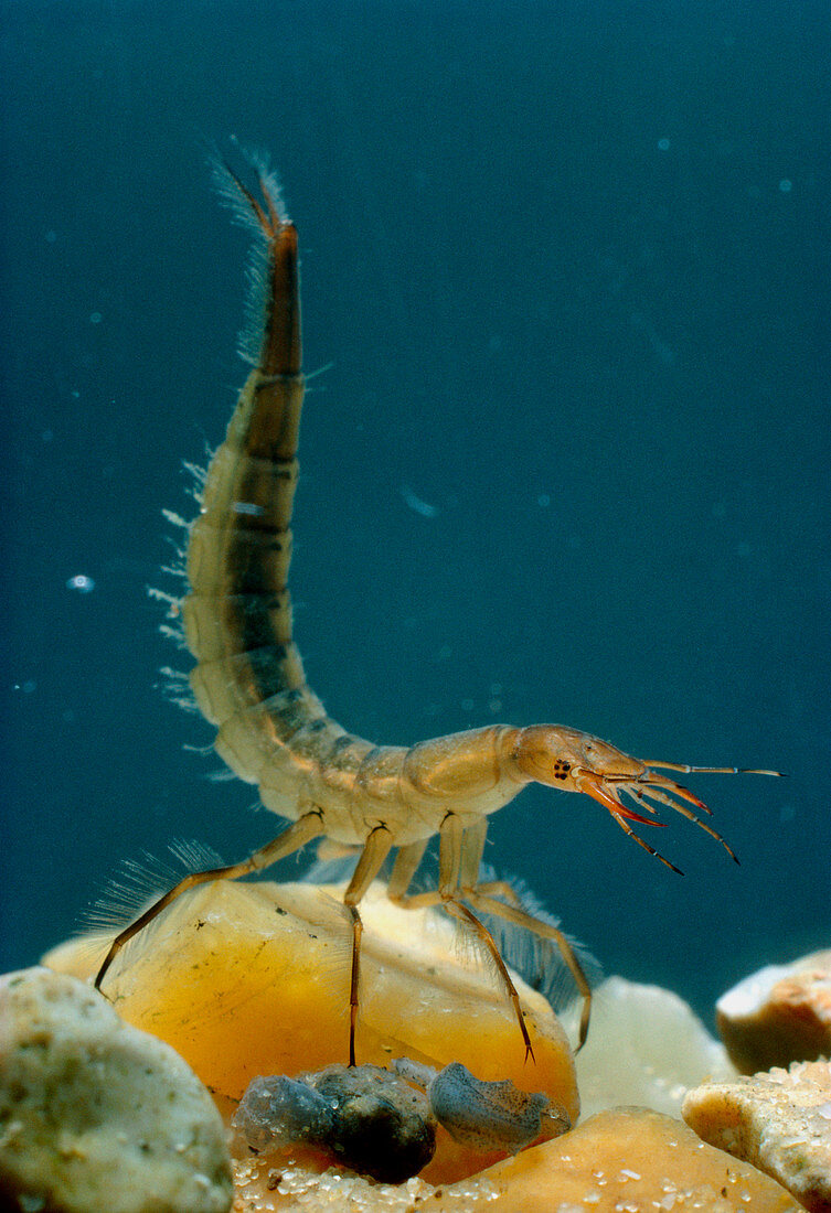Macrophotograph of the great diving beetle larva