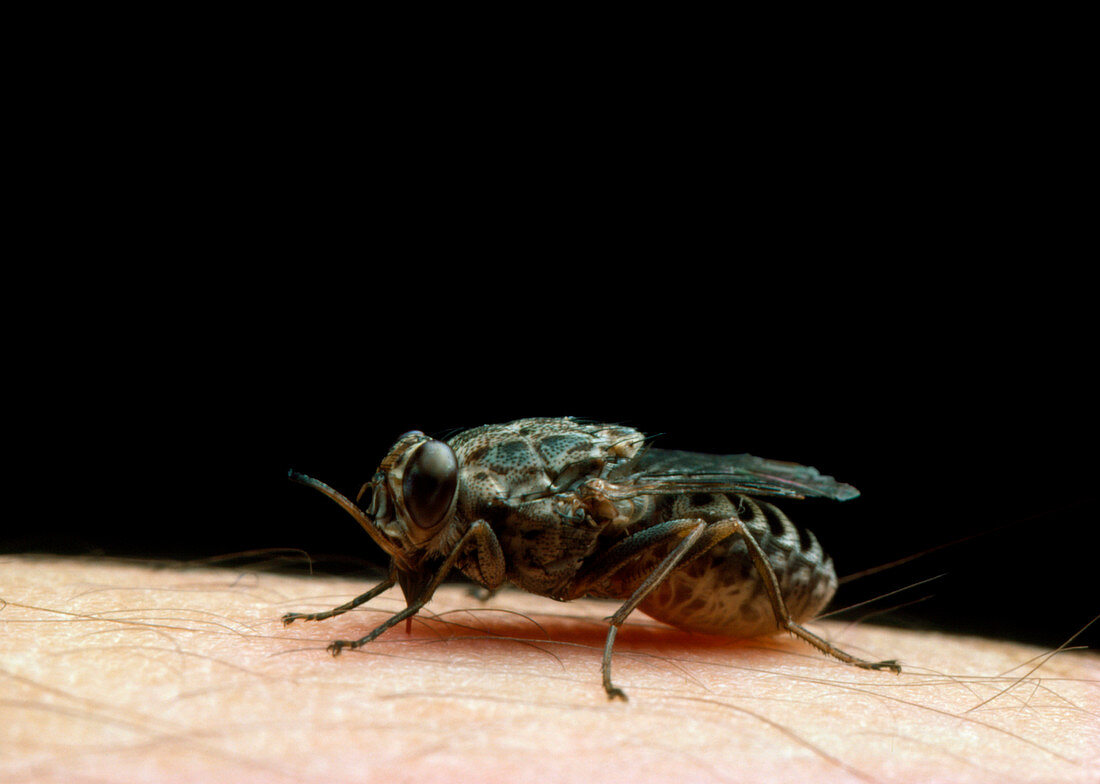 Tsetse fly feeding on human flesh