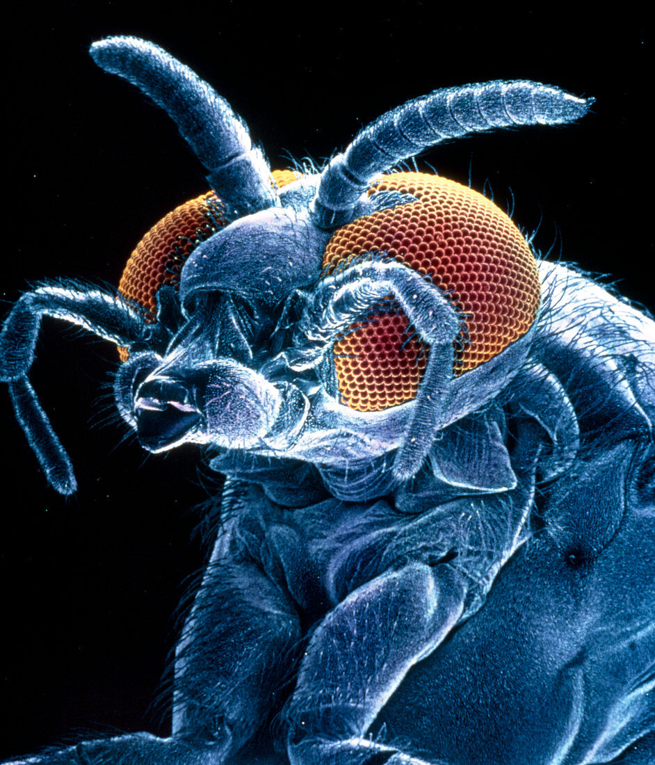 SEM of the black fly