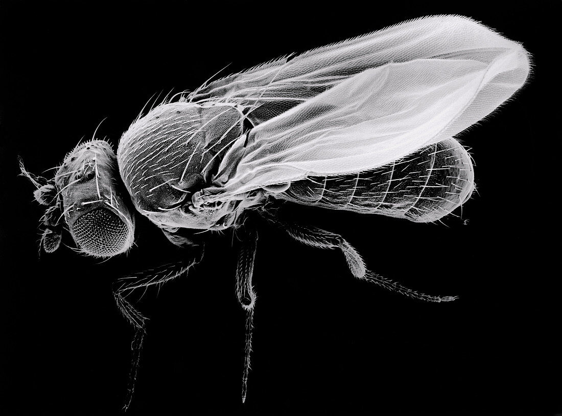 SEM of fruit fly Drosophila melanogaster