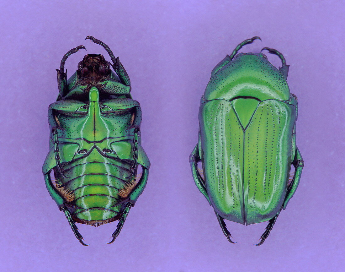 Scarab beetle