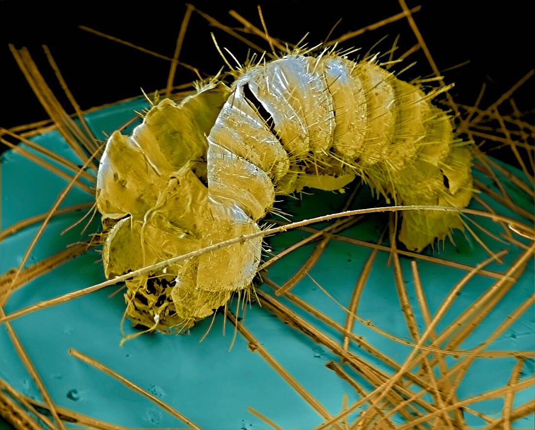 Skin of dermestid beetle larva,SEM