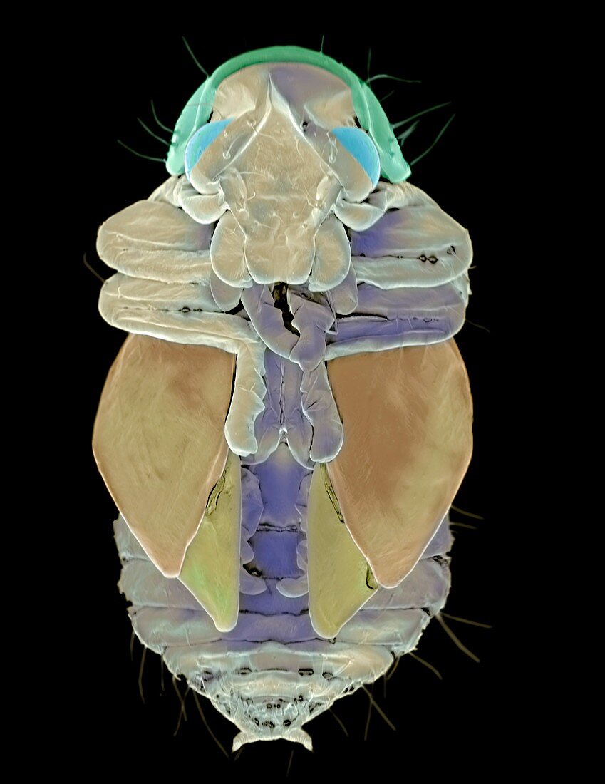 Necrobia beetle larva,SEM