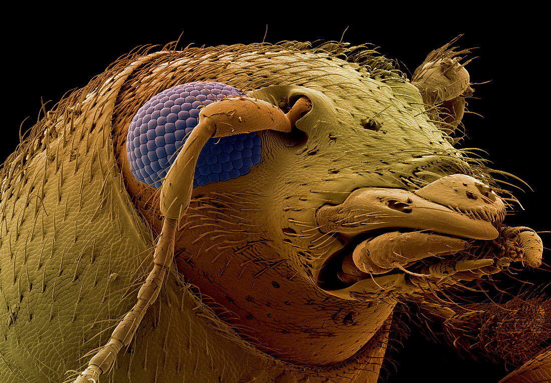 Fungus weevil head,SEM