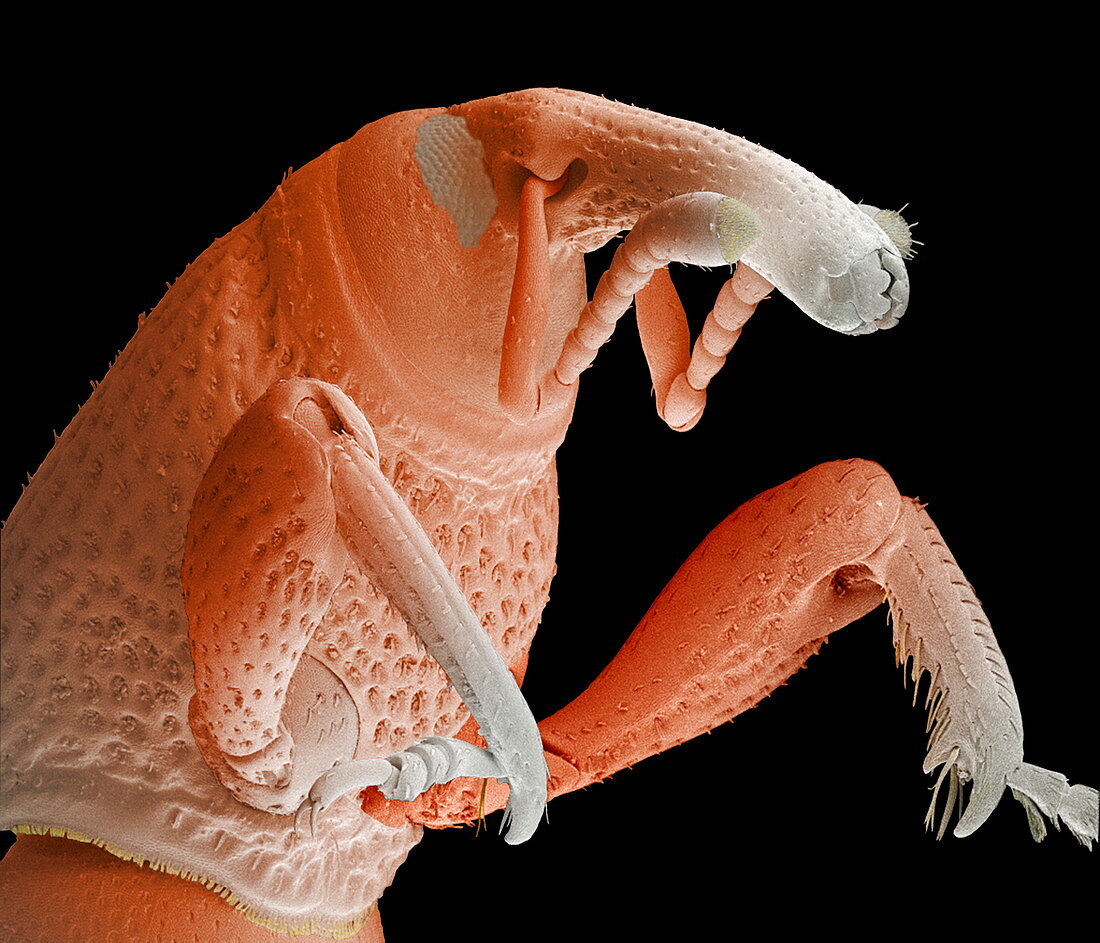 Grain weevil