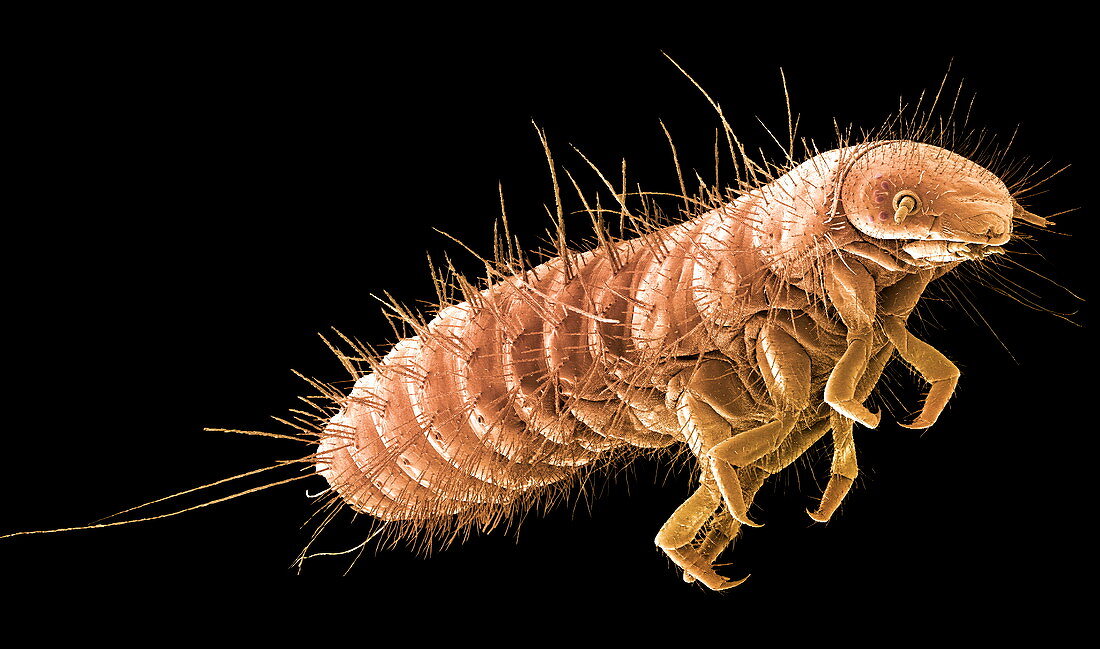 Beetle larva,SEM