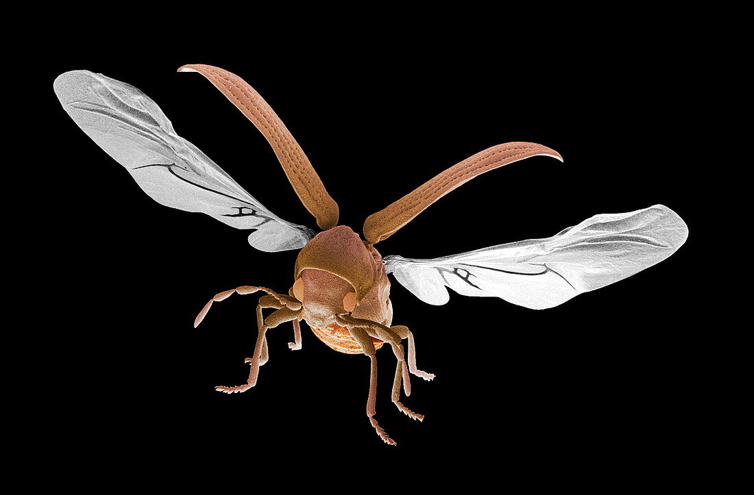 Woodworm beetle in flight