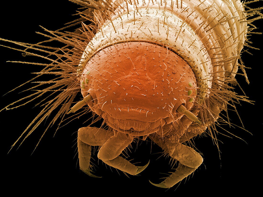Carpet beetle larva,SEM