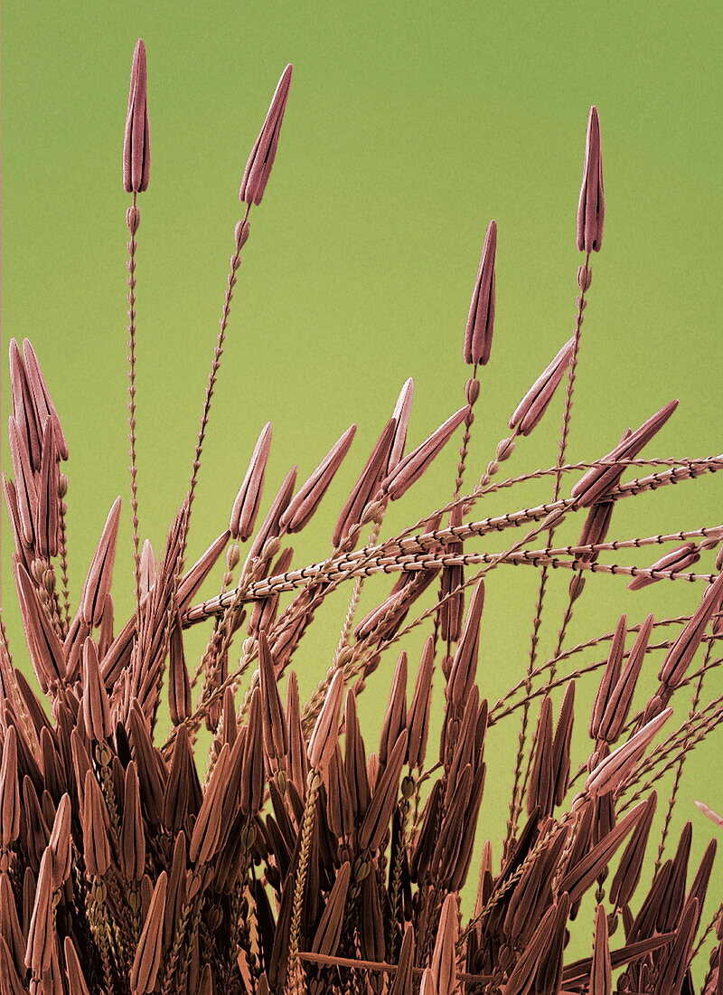 Carpet beetle larva hairs,SEM