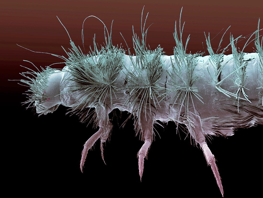 Carpet beetle larva,SEM