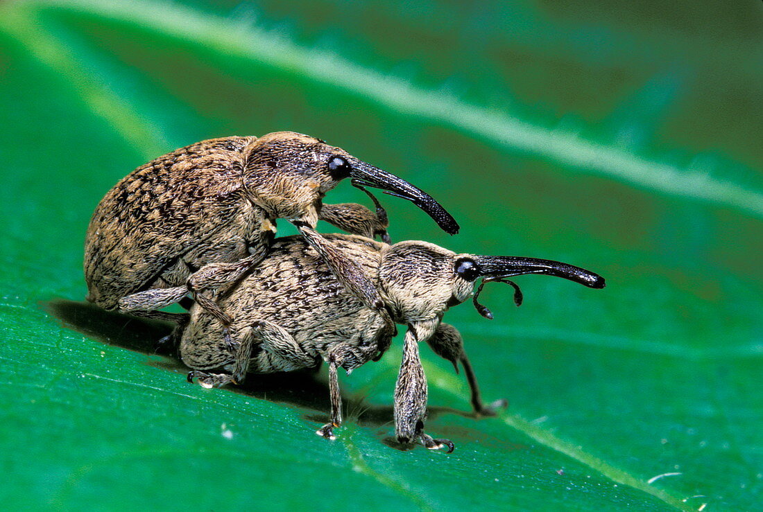 Cotton weevils mating
