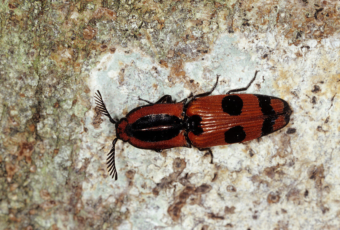 Click beetle (family Elateridae)