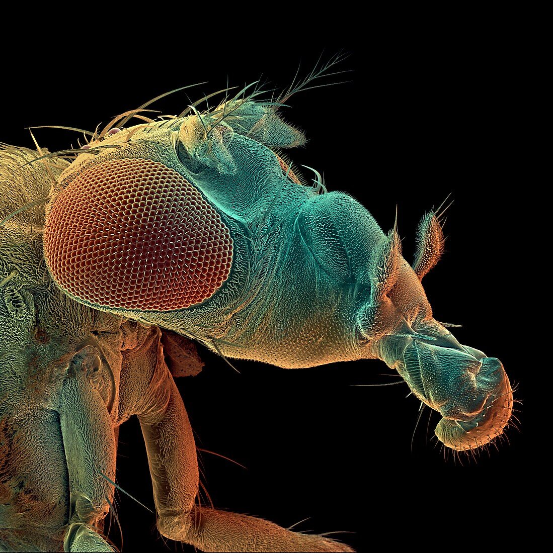 Drosophila fly,SEM