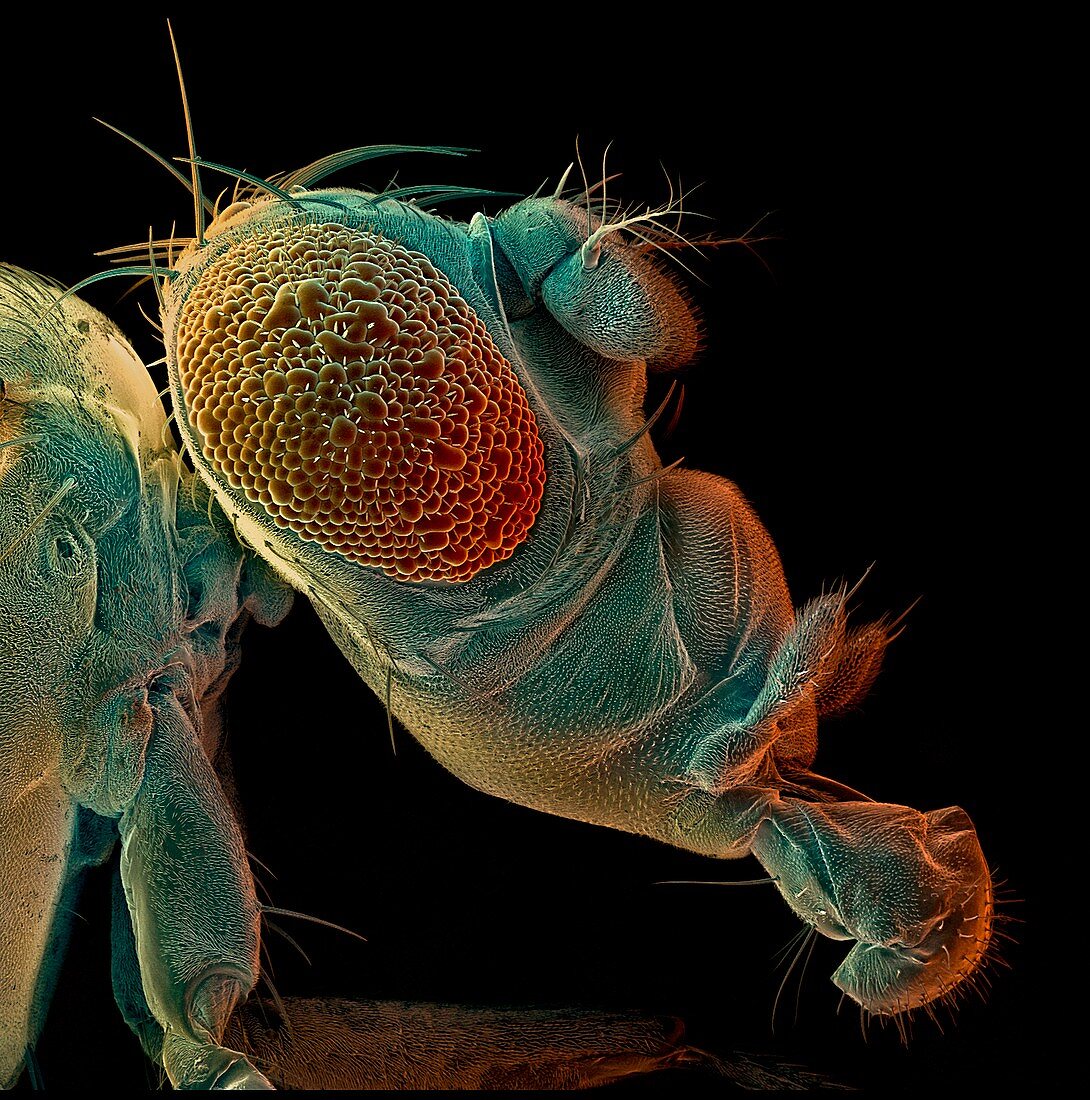 Mutant fruit fly