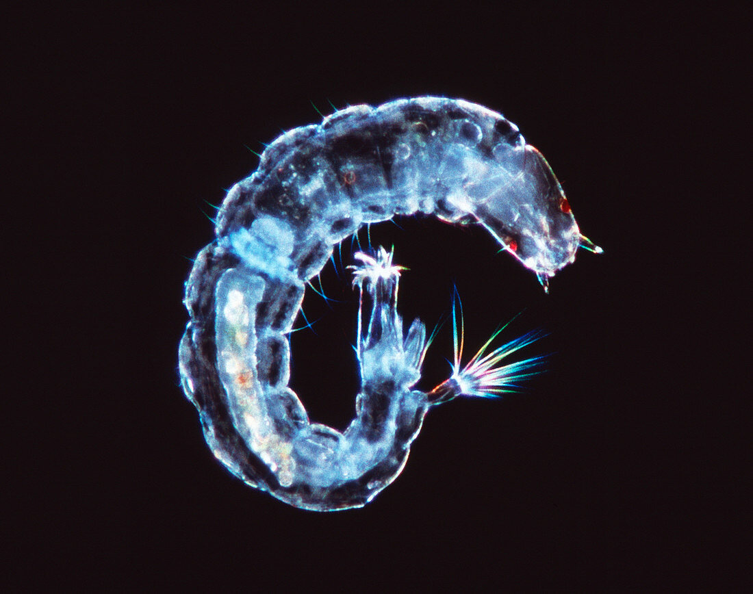 Fly larva,light micrograph