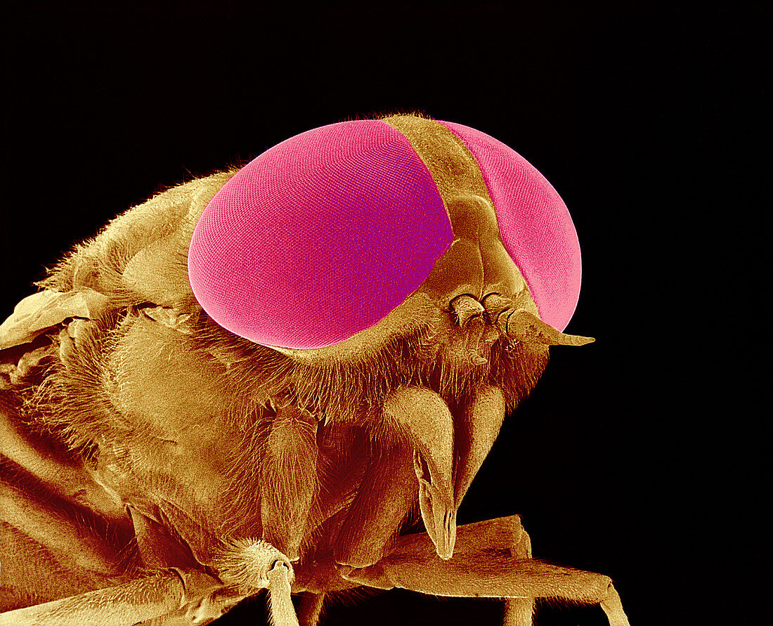 Hover fly head,SEM