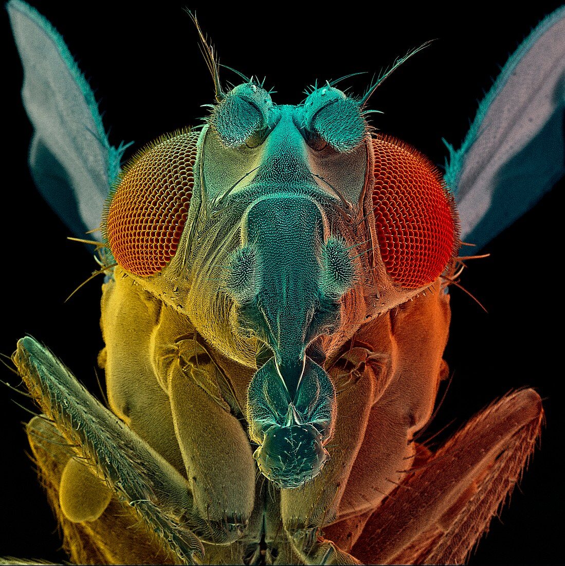 Drosophila fly,SEM