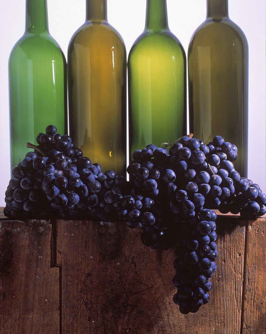 Mehrere Merlot-Trauben vor vier leeren Weinflaschen