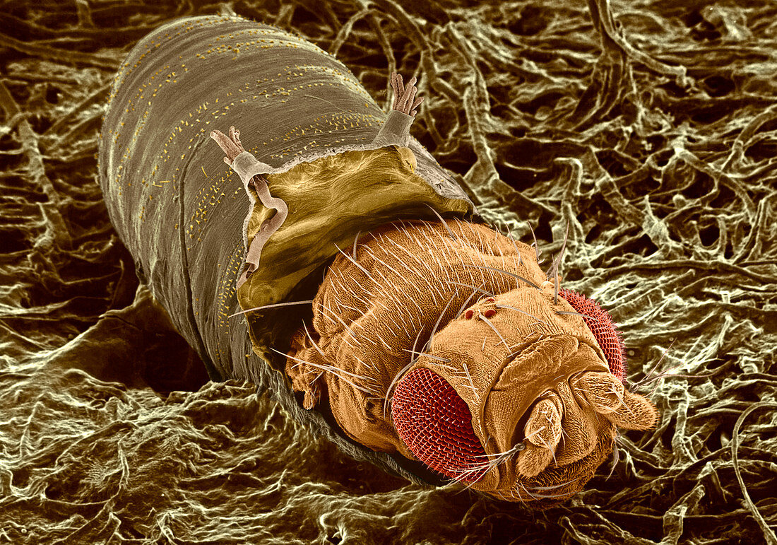 Adult fruit fly hatching,SEM