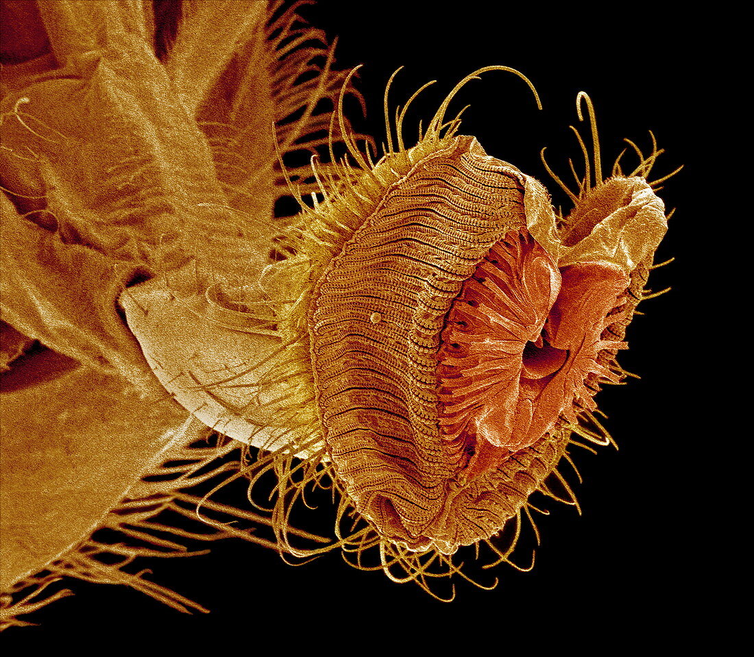 Fly proboscis,SEM