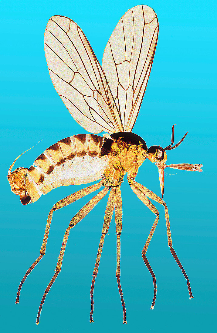 Snipe fly,light micrograph