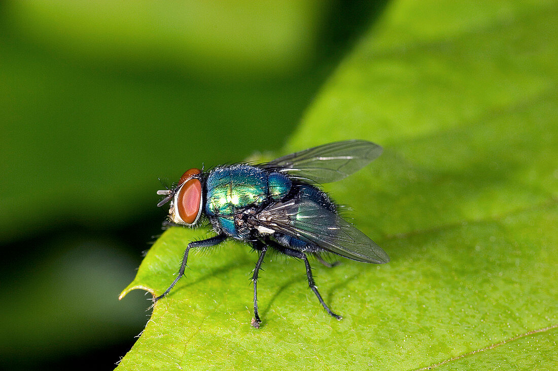 Greenbottle fly (Phaenicia sericata)