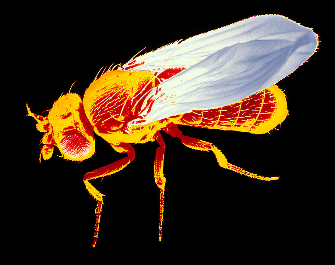 False-col SEM of fruit fly