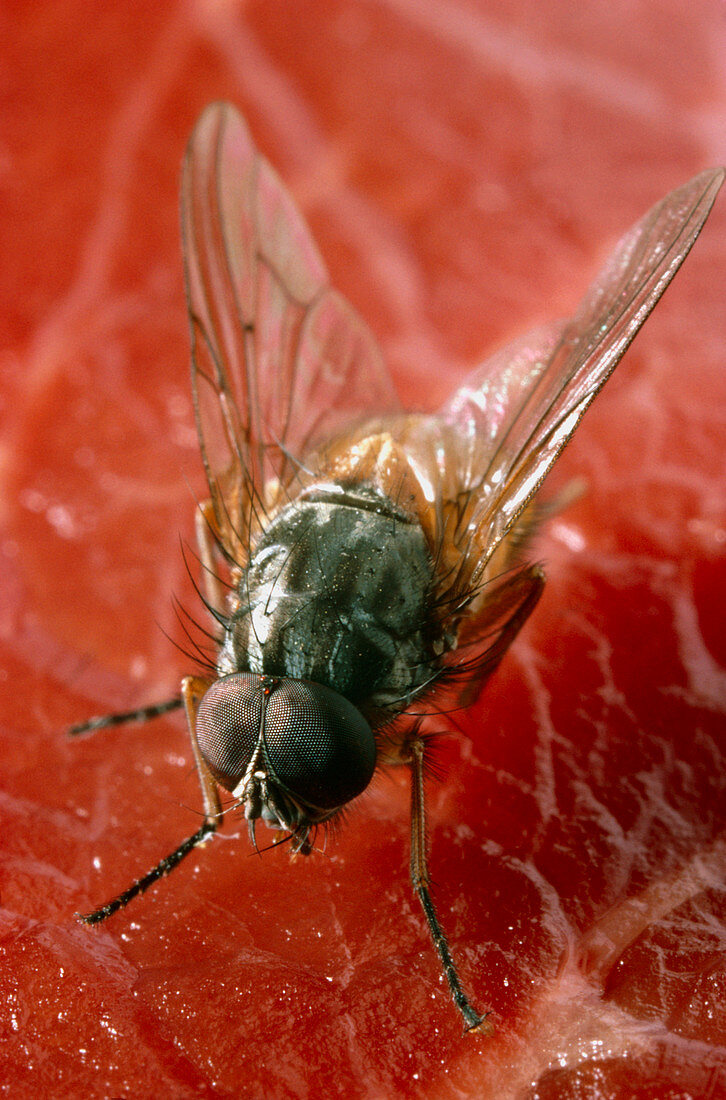 Male fly Phaonia variegata