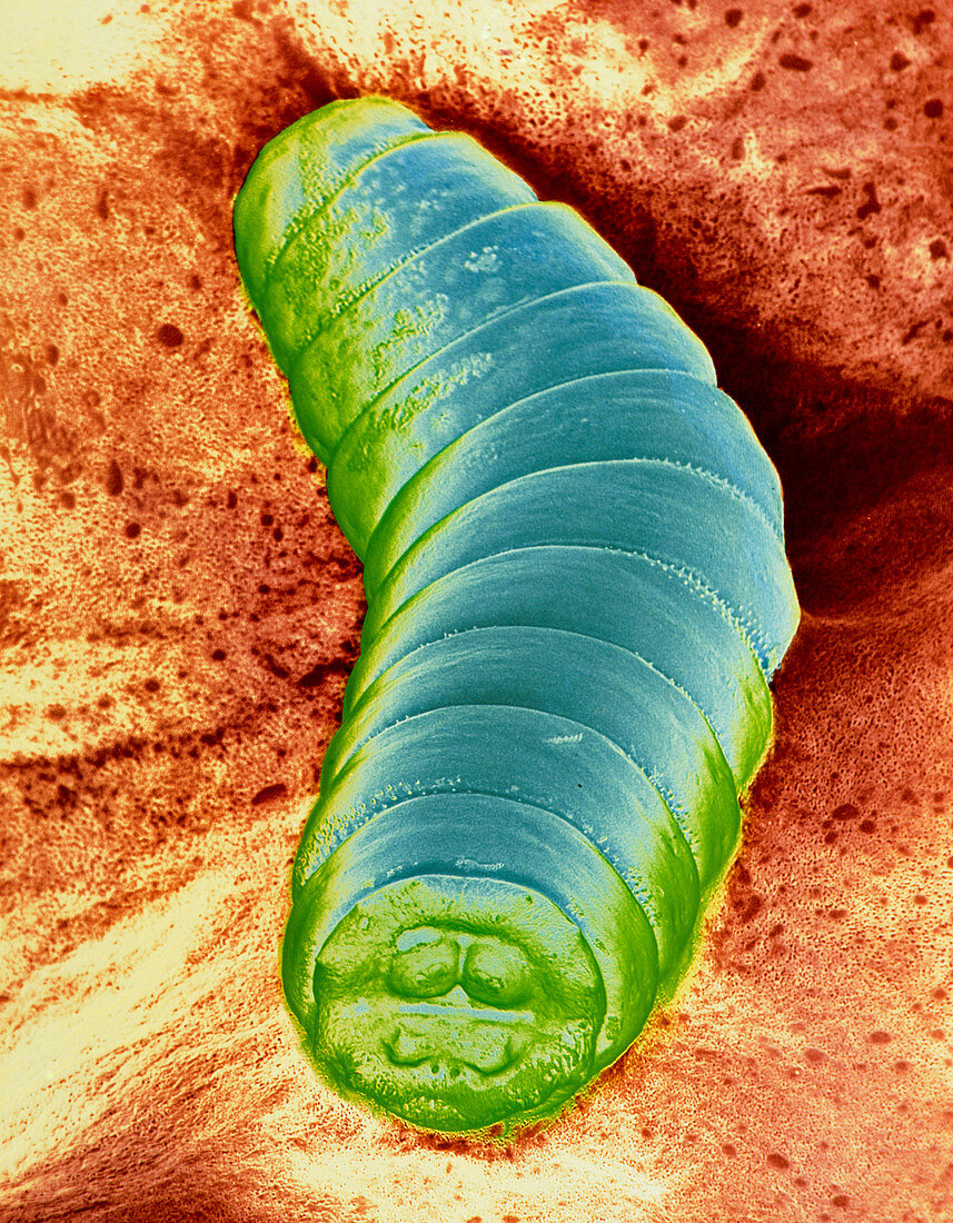 False-colour SEM of a maggot on raw beef