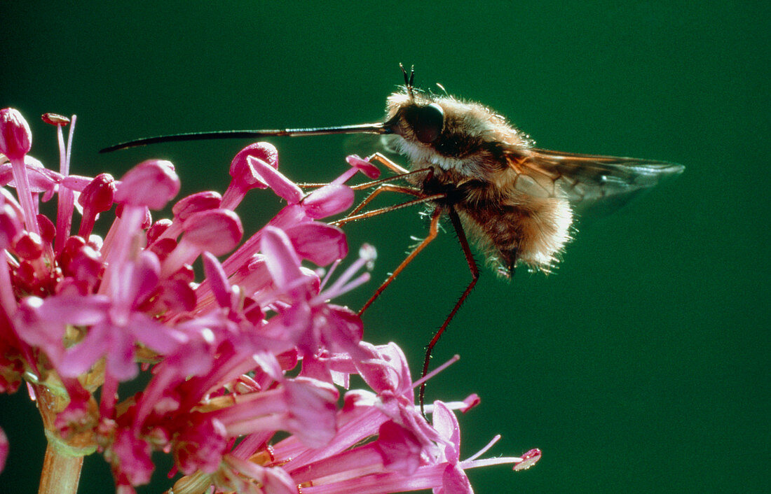 Bee fly ,Bombylius ,drinking nectar