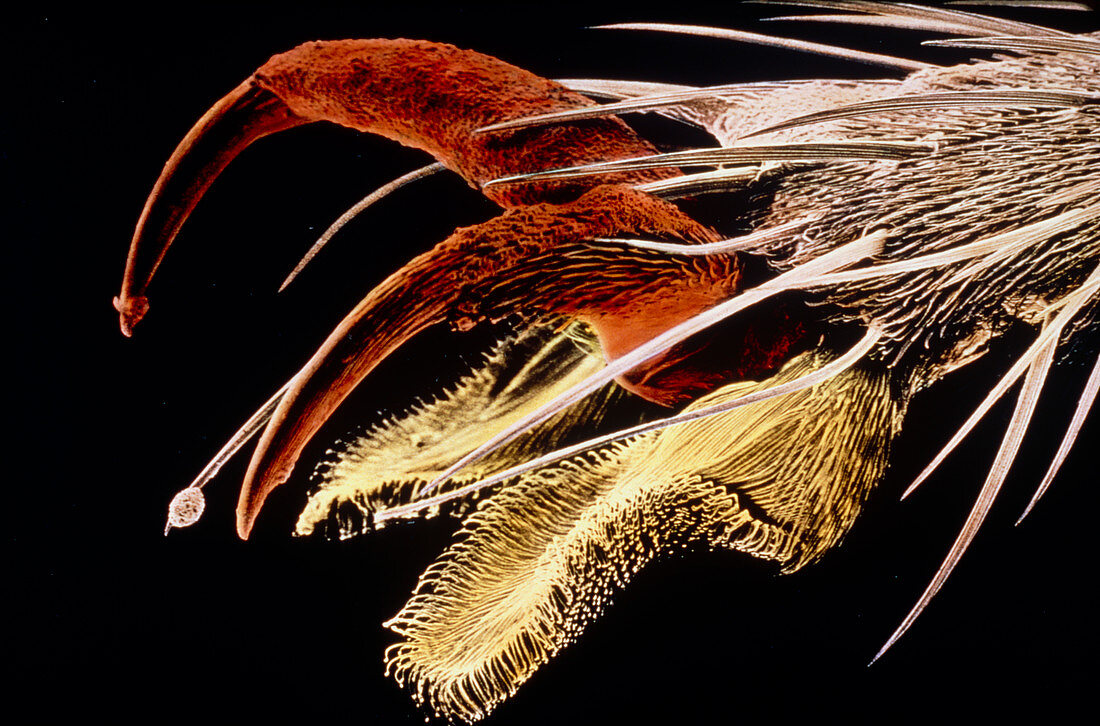 False-colour SEM of the foot of a fly