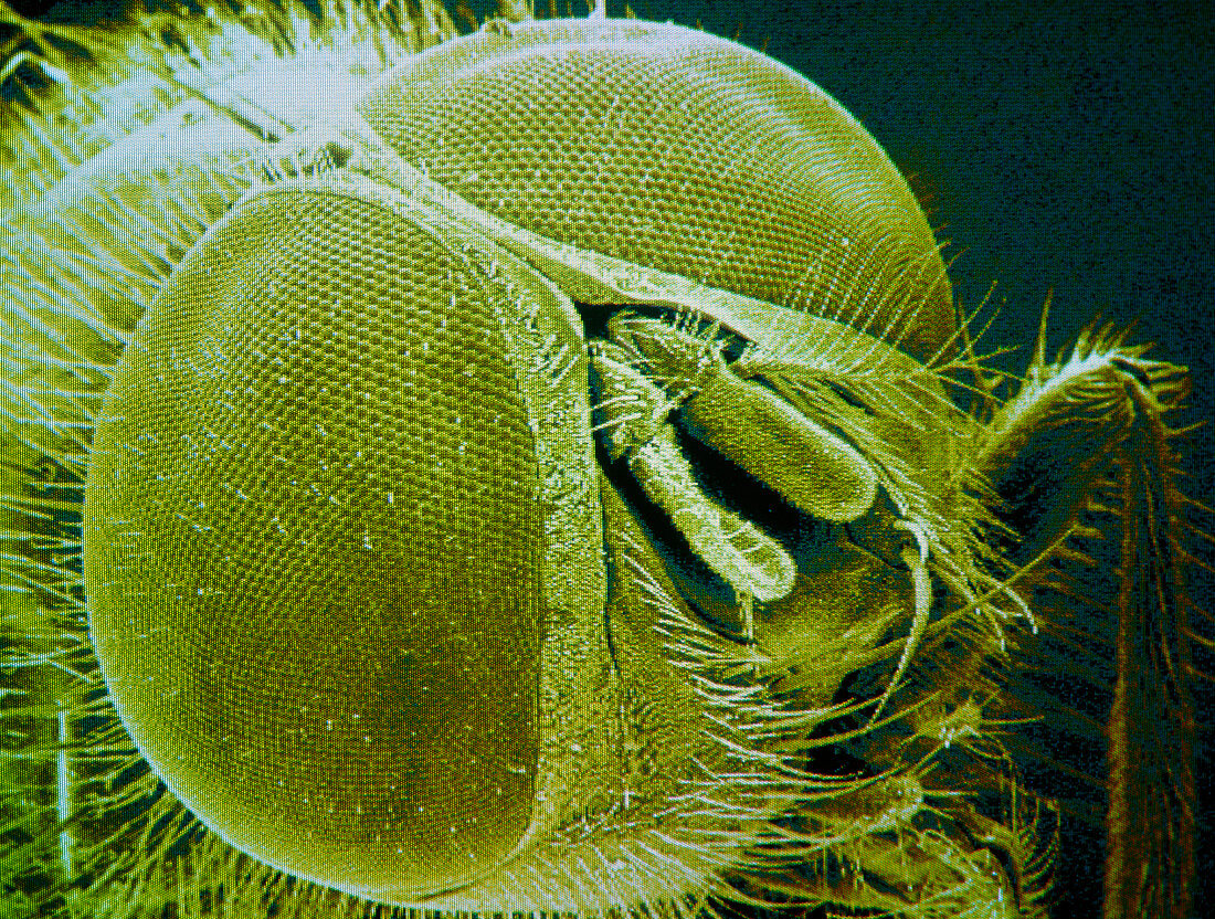F/col SEM of the head of a housefly,Musca