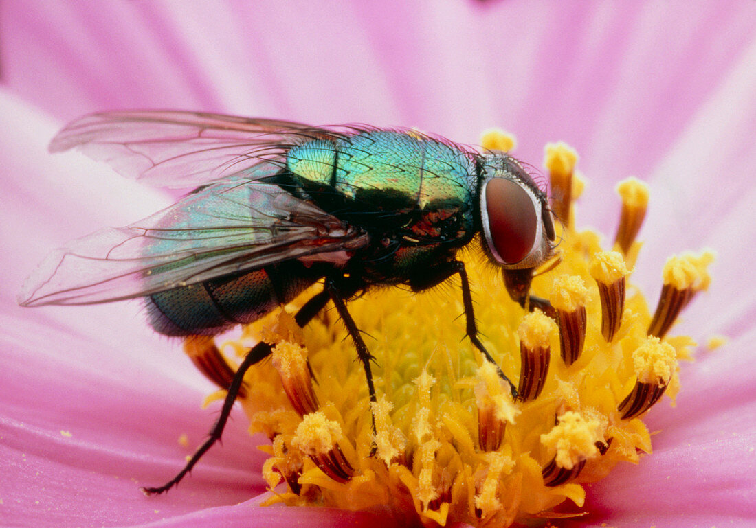 Greenbottle fly pollinating a Cosmos flower