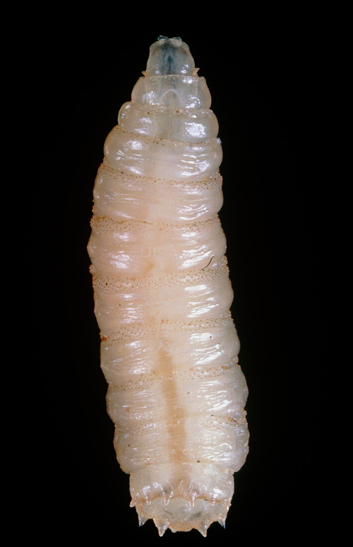 Macrophoto of a maggot of the blowfly,Calliphora