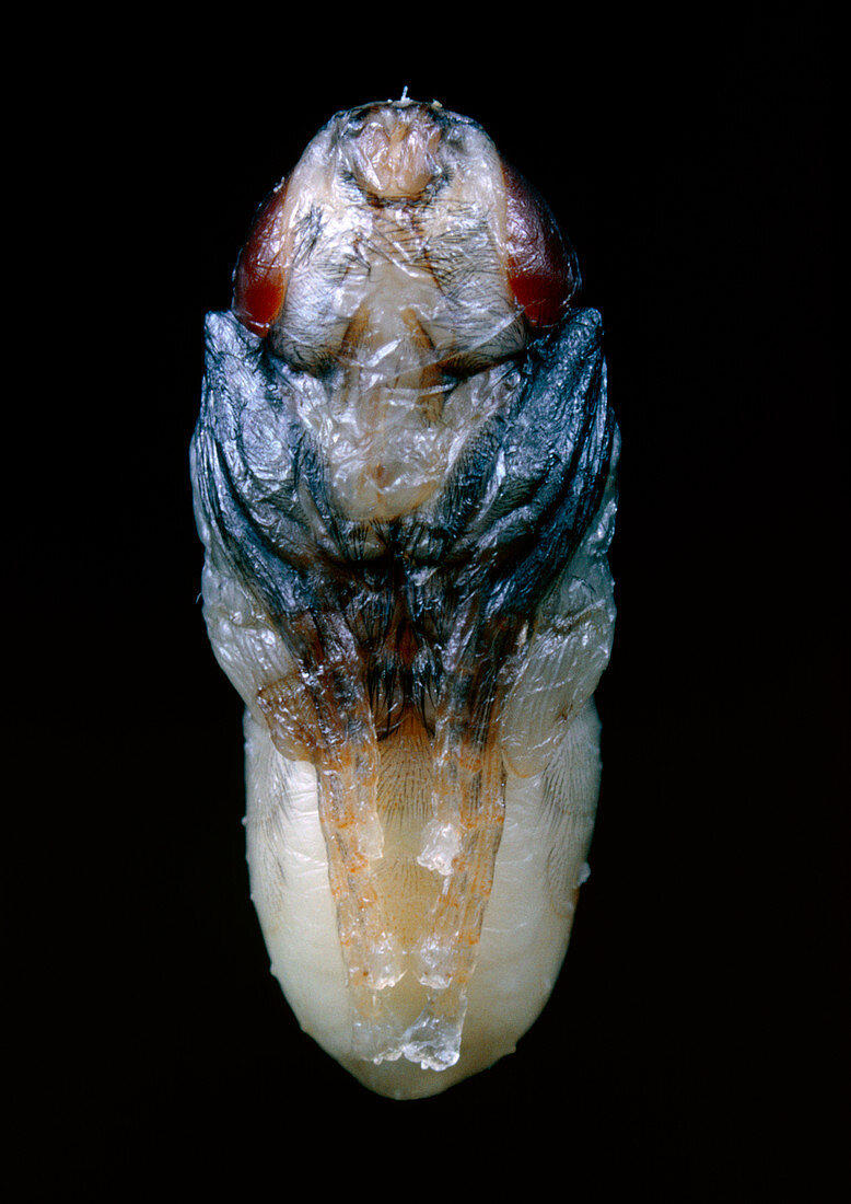 Nymph of the blowfly,Calliphora erythrocephala