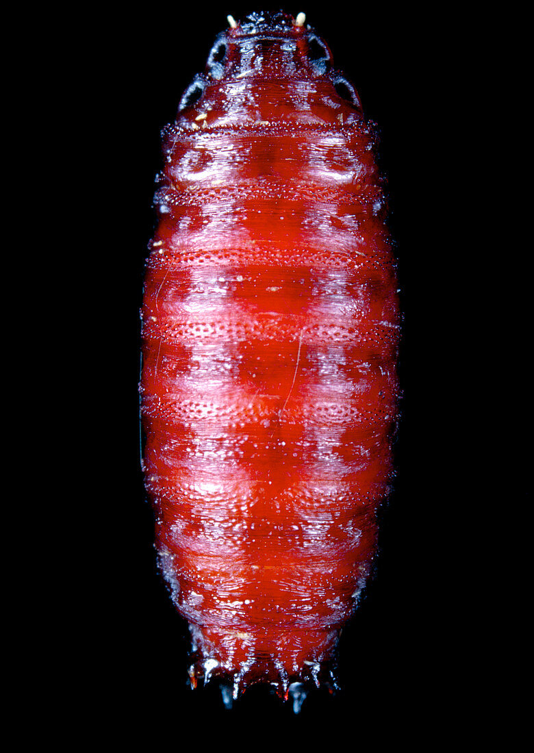 Pupa of the blowfly,Calliphora erythrocephala