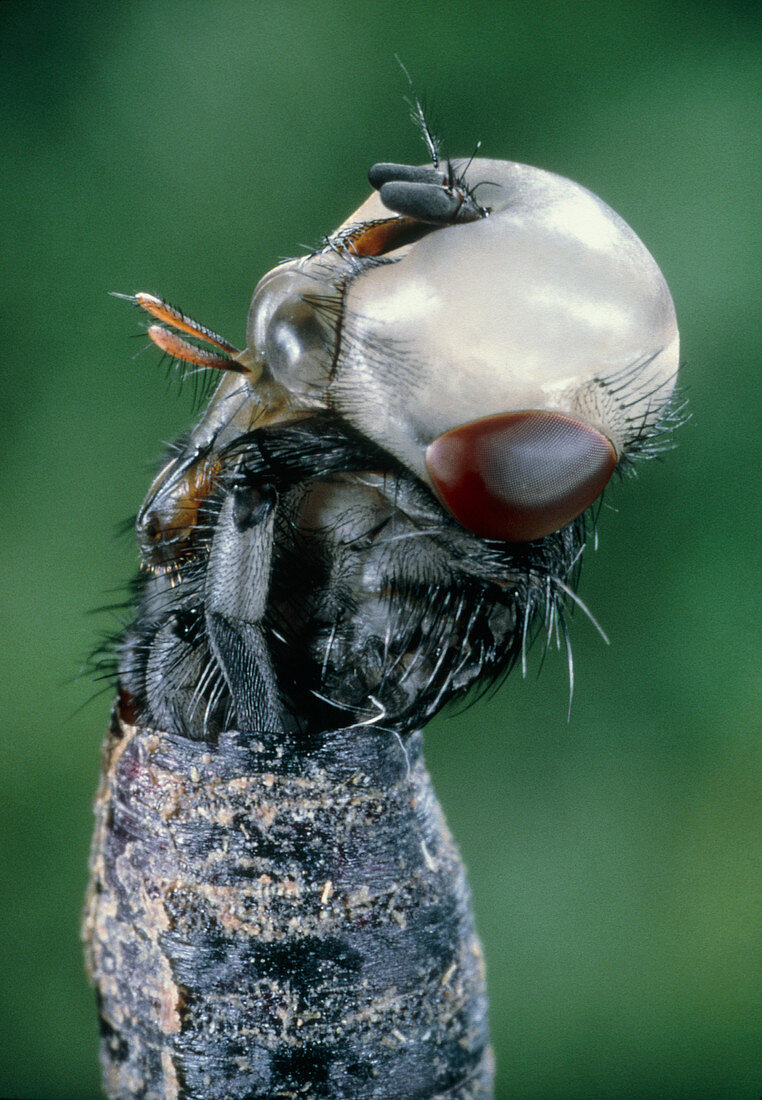 Metamorphosis of a housefly,Musca domest
