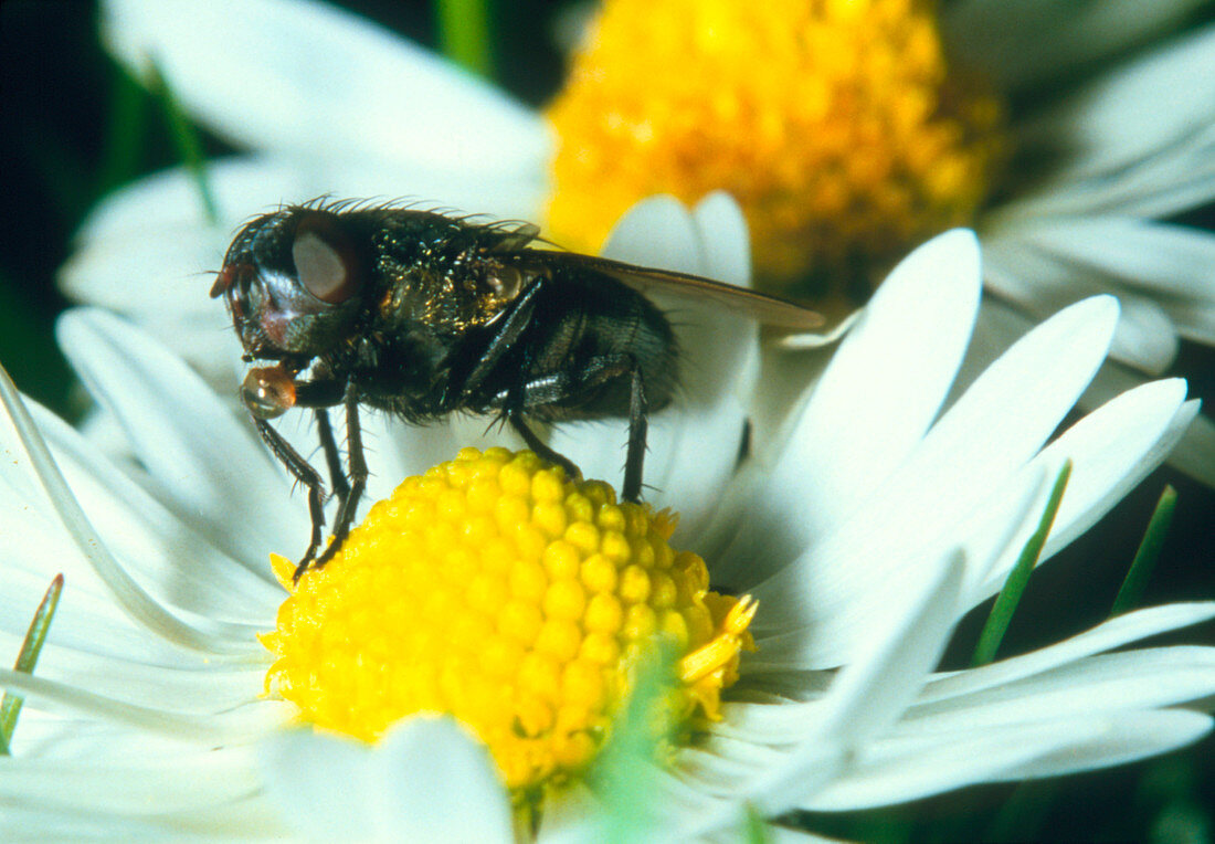 Cluster fly,Pollenia rudis,feeding on nectar