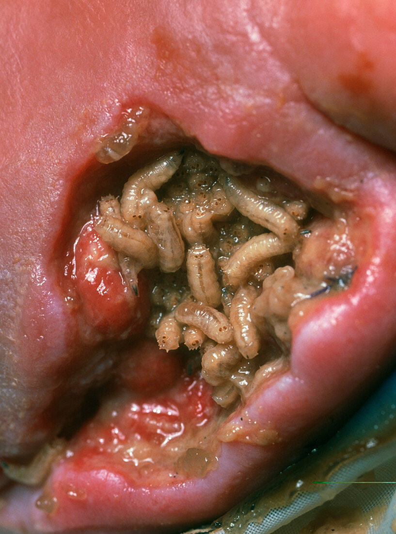 Maggots (Lucilia sericata) cleaning a wound