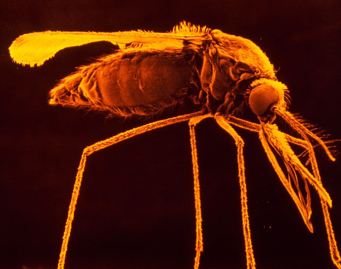 SEM of female malaria mosquito