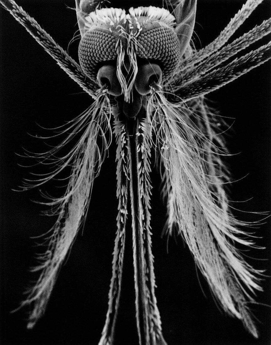 Mosquito head